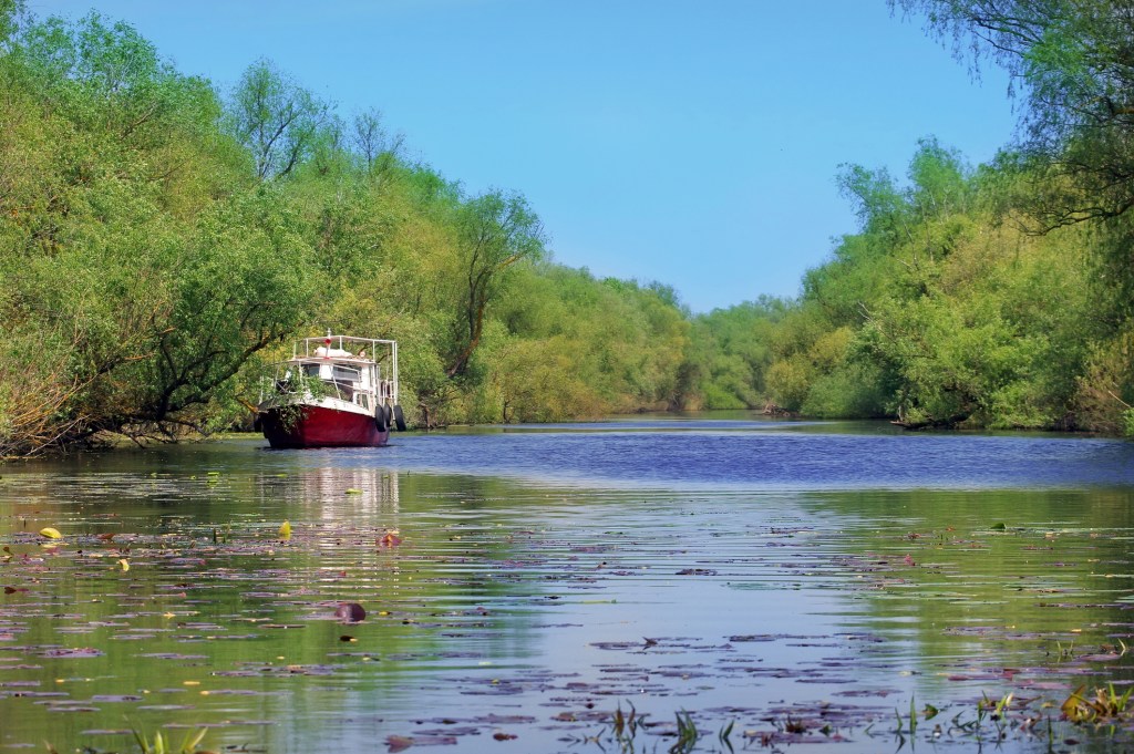 A boat navigating through a canal in the Danube Delta natural reserve, Romania, surrounded by willows and water lilies