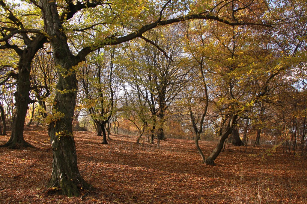 Hoia Baciu : La Forêt Hantée de la Roumanie