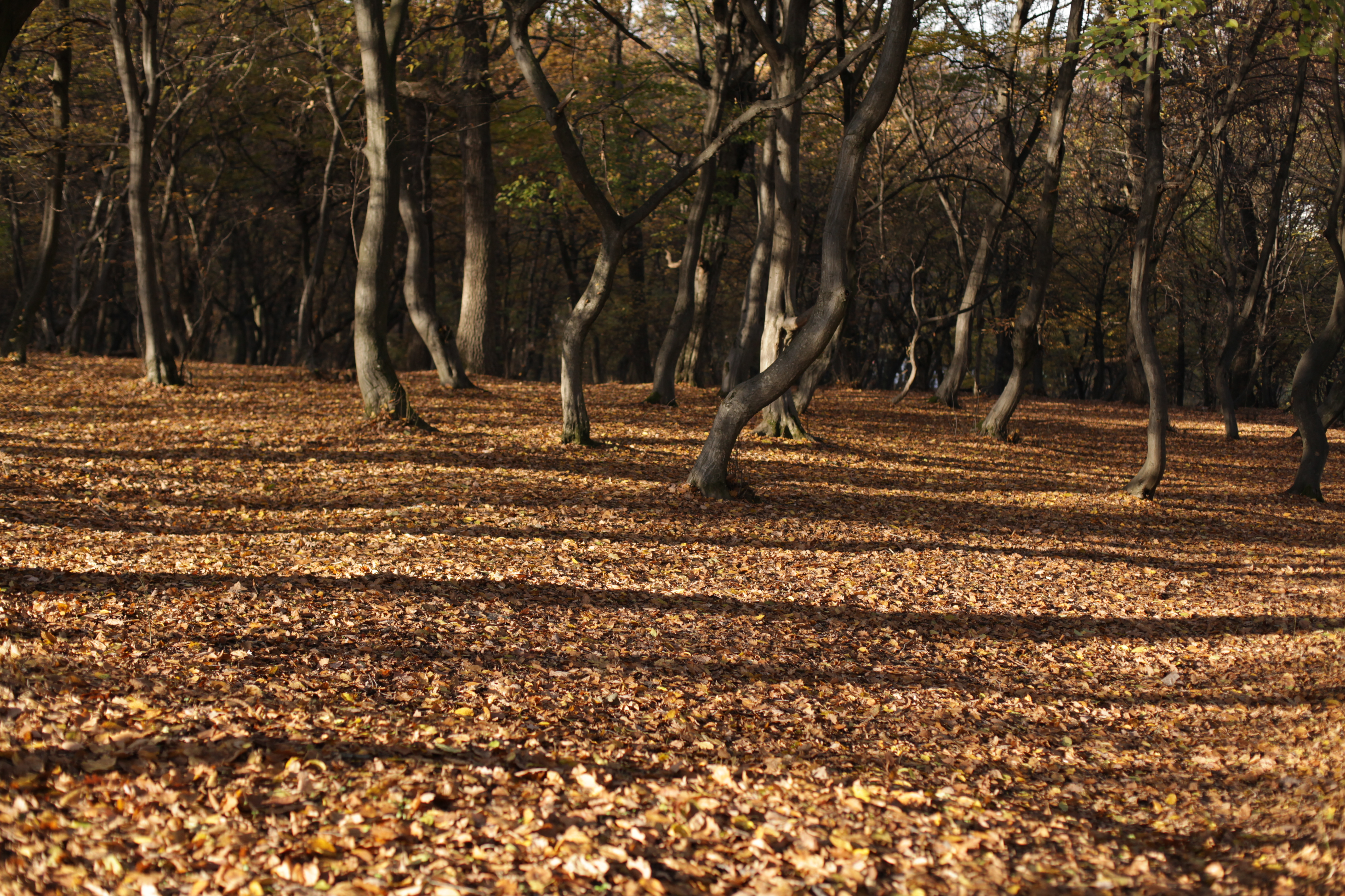 Hoia Baciu: The Forest That Romania Cannot Explain