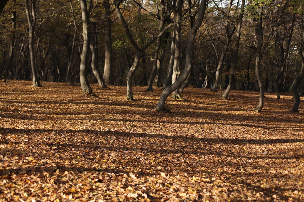 Hoia Baciu: The Forest That Romania Cannot Explain