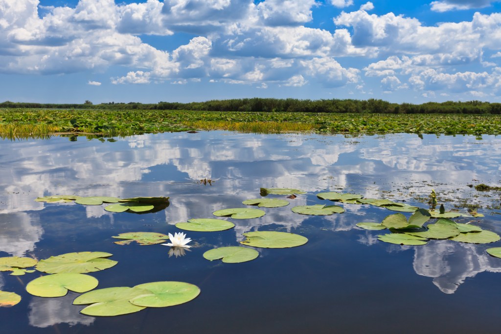 Water lilies on a lake in the Danube Delta, Romania, reflecting blue sky and clouds