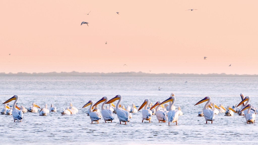 Great white pelicans at dawn in the Danube Delta, Romania, the largest pelican colony in Europe