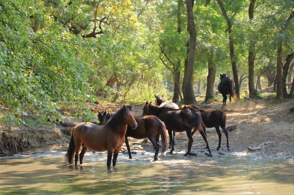 Wild horses drinking at a water channel in Letea Forest, Danube Delta, Romania