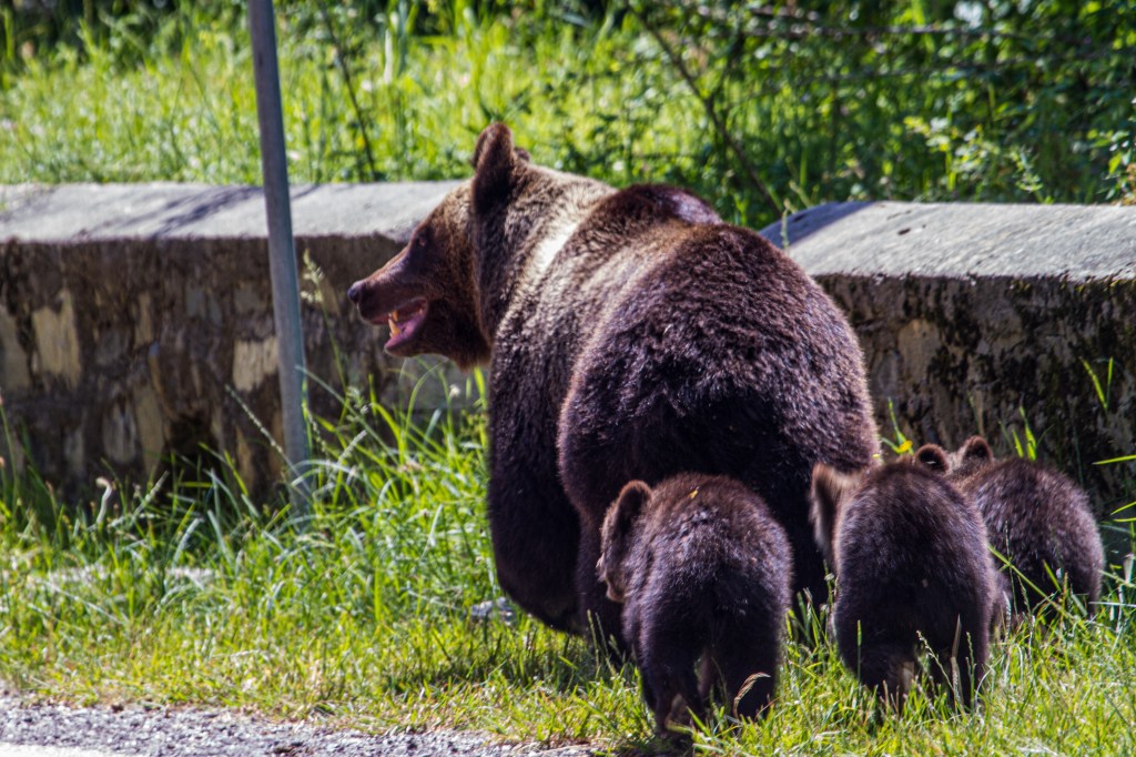 A mother bear with her cubs on the roadside of the Transfăgărășan, Romania.