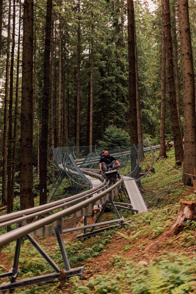 A rider on the alpine coaster track winding through a pine forest in Harghita.