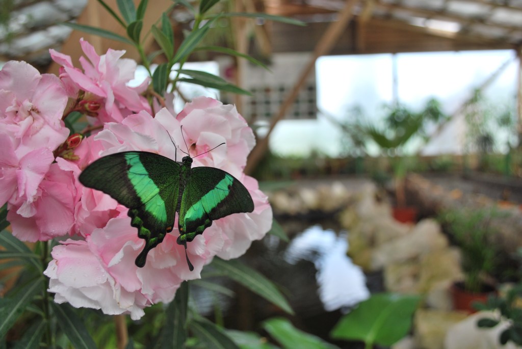 A green swallowtail butterfly resting on pink flowers at the Butterfly House in Praid.